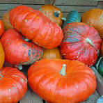 Cinderella Pumpkins