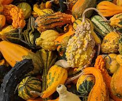 Assorted Gourds & Squash
