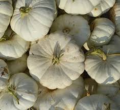 Enchanted Pumpkins